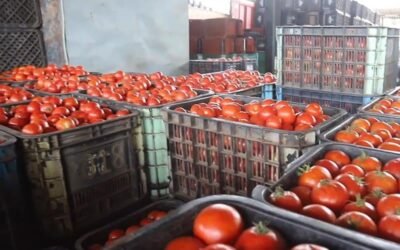 منتجون مغاربة يلوحون بنقل نشاطهم إلى موريتانيا والسنغال بعد وقف تصدير الطماطم