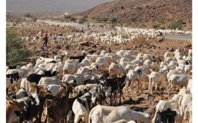 موريتانيا تبحث مع مستثمرين سعوديين فرص الاستثمار في الثروة الحيوانية