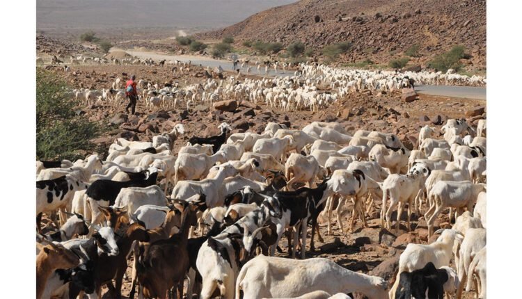 موريتانيا تبحث مع مستثمرين سعوديين فرص الاستثمار في الثروة الحيوانية